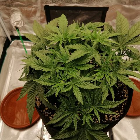 Blackberry Nuggets growlog timeline photo