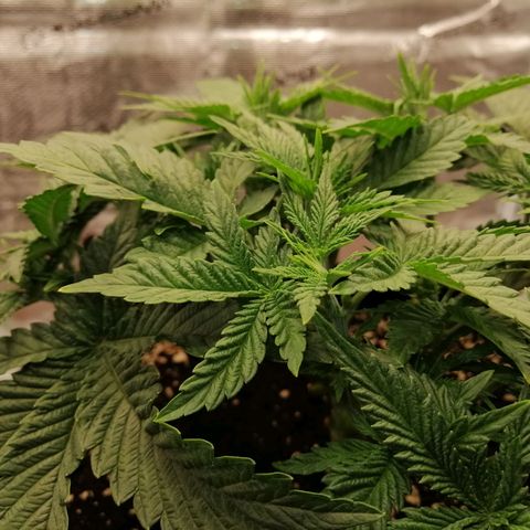 Blackberry Nuggets growlog timeline photo
