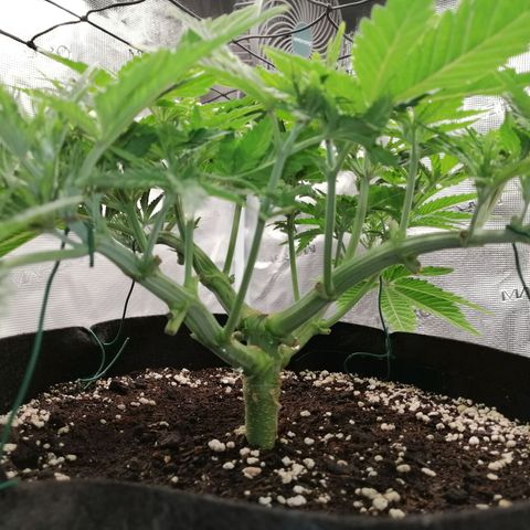 Blackberry Nuggets growlog timeline photo