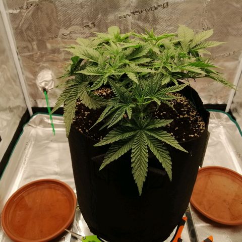 Blackberry Nuggets growlog timeline photo