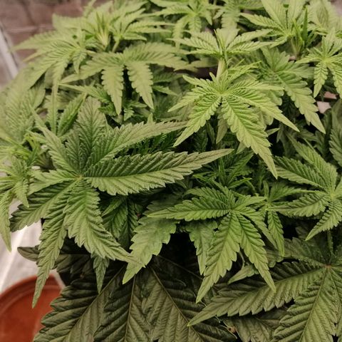 Blackberry Nuggets growlog timeline photo