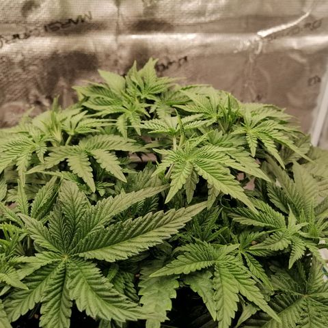 Blackberry Nuggets growlog timeline photo