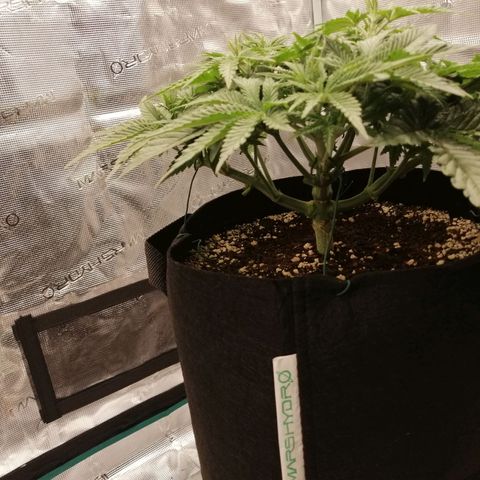 Blackberry Nuggets growlog timeline photo