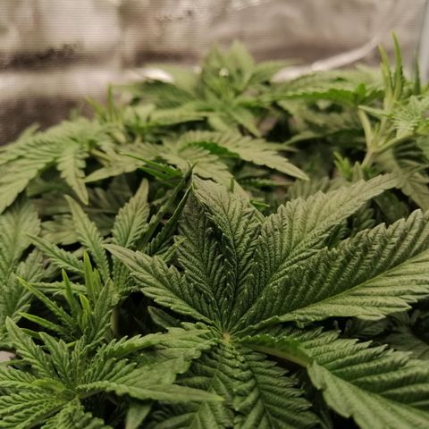 Blackberry Nuggets growlog timeline photo