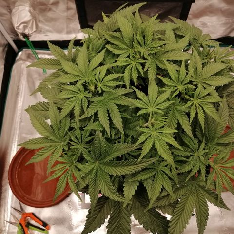 Blackberry Nuggets growlog timeline photo