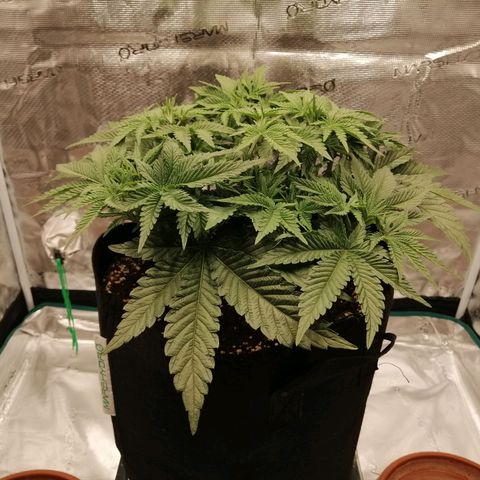 Blackberry Nuggets growlog timeline photo