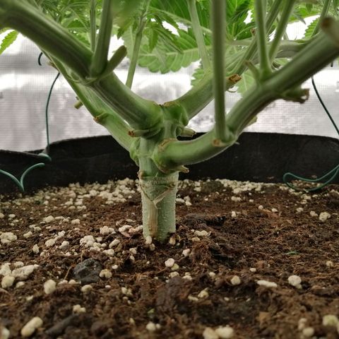 Blackberry Nuggets growlog timeline photo