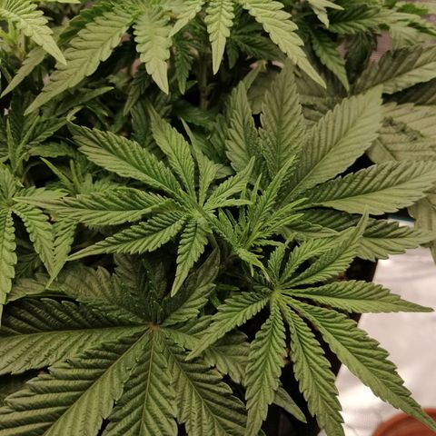 Blackberry Nuggets growlog timeline photo