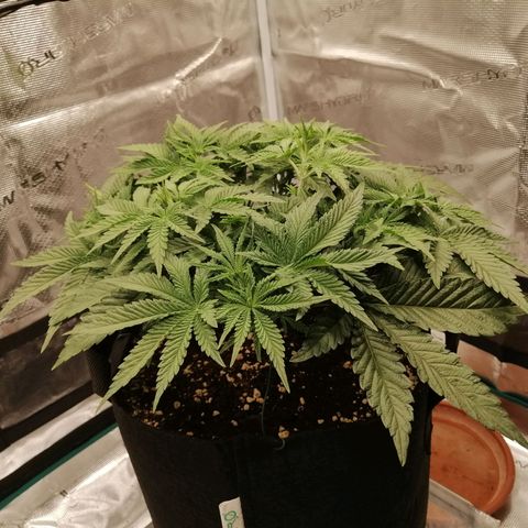 Blackberry Nuggets growlog timeline photo