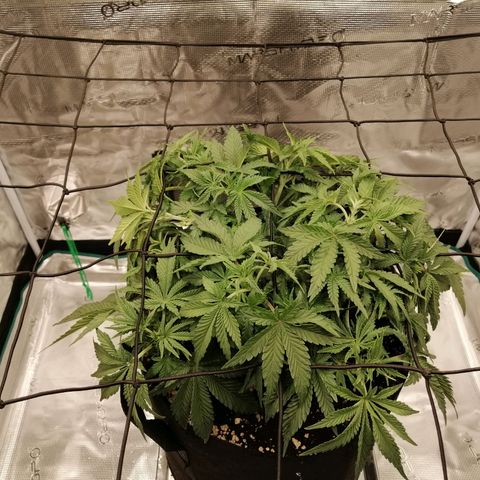 Blackberry Nuggets growlog timeline photo