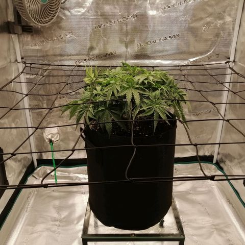 Blackberry Nuggets growlog timeline photo
