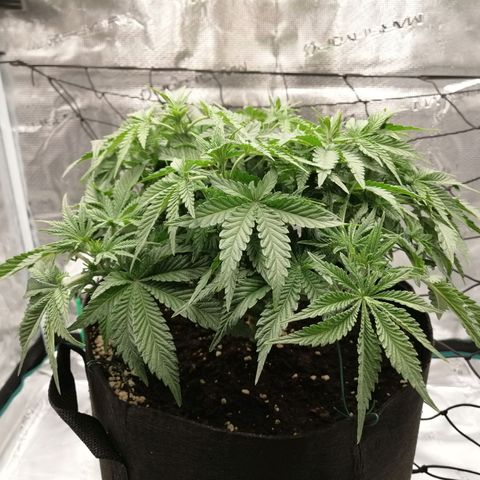Blackberry Nuggets growlog timeline photo