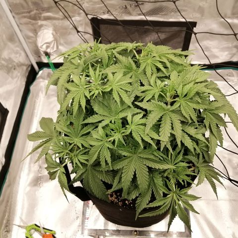 Blackberry Nuggets growlog timeline photo