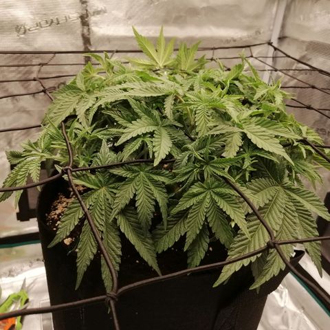 Blackberry Nuggets growlog timeline photo
