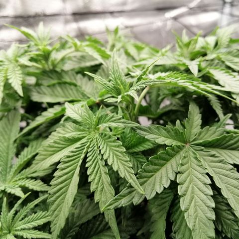 Blackberry Nuggets growlog timeline photo