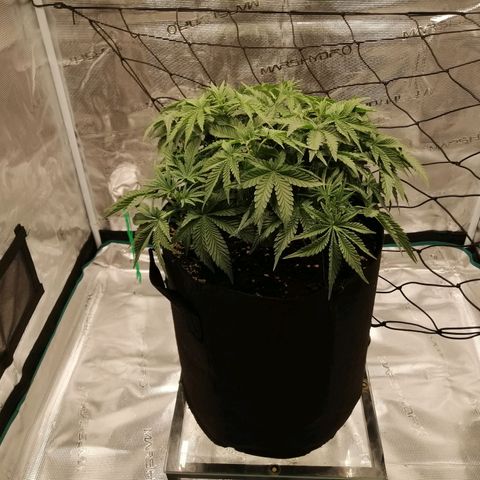 Blackberry Nuggets growlog timeline photo