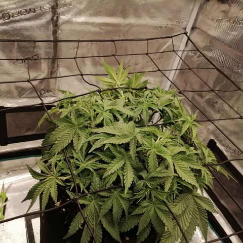 Blackberry Nuggets growlog timeline photo