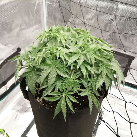 Blackberry Nuggets growlog timeline photo