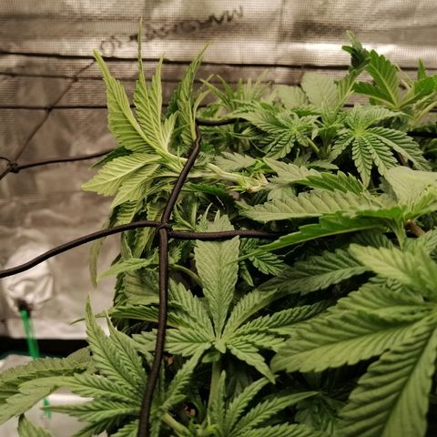 Blackberry Nuggets growlog timeline photo