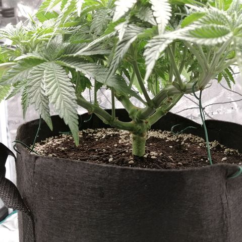 Blackberry Nuggets growlog timeline photo