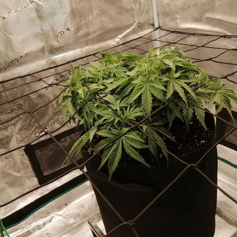 Blackberry Nuggets growlog timeline photo