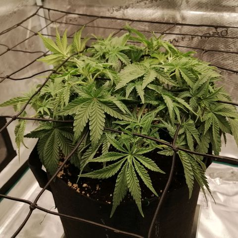 Blackberry Nuggets growlog timeline photo