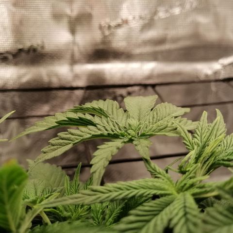 Blackberry Nuggets growlog timeline photo
