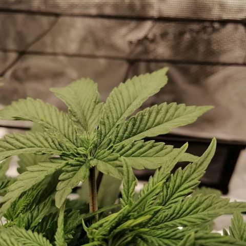 Blackberry Nuggets growlog timeline photo