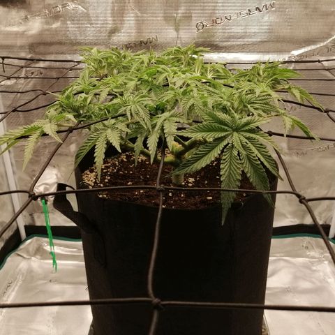 Blackberry Nuggets growlog timeline photo