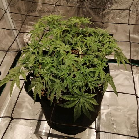 Blackberry Nuggets growlog timeline photo