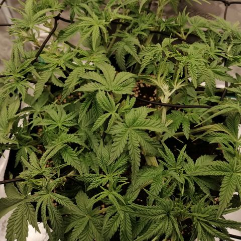 Blackberry Nuggets growlog timeline photo