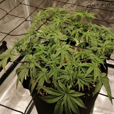 Blackberry Nuggets growlog timeline photo