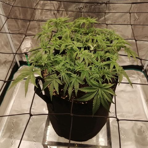 Blackberry Nuggets growlog timeline photo