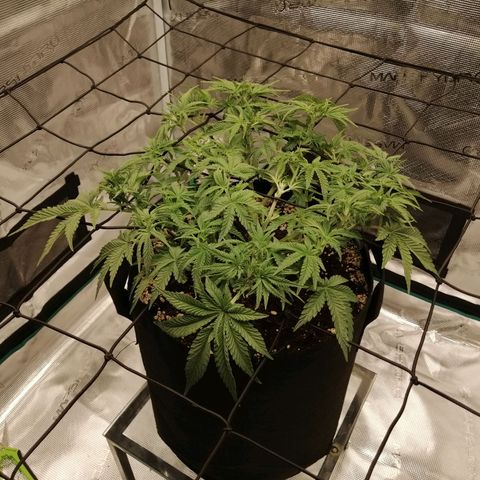 Blackberry Nuggets growlog timeline photo