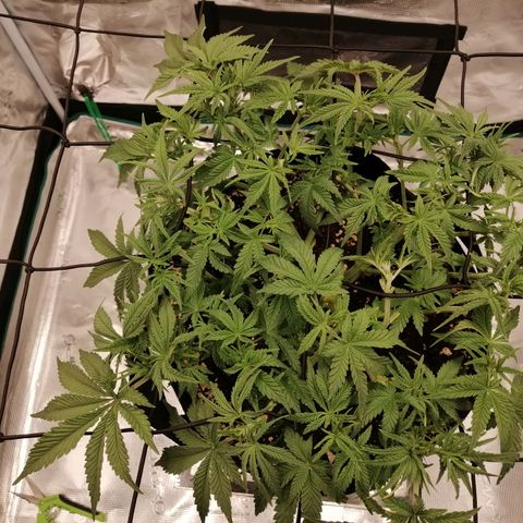 Blackberry Nuggets growlog timeline photo