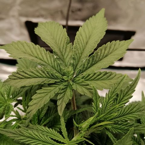 Blackberry Nuggets growlog timeline photo