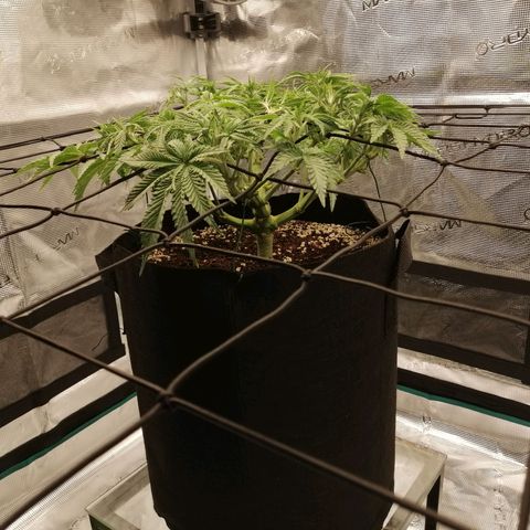 Blackberry Nuggets growlog timeline photo