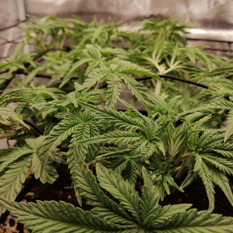 Blackberry Nuggets growlog timeline photo