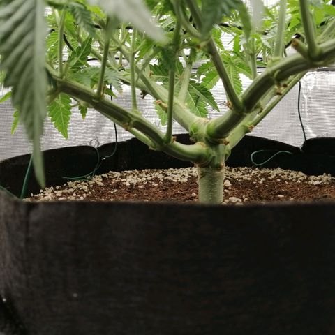 Blackberry Nuggets growlog timeline photo