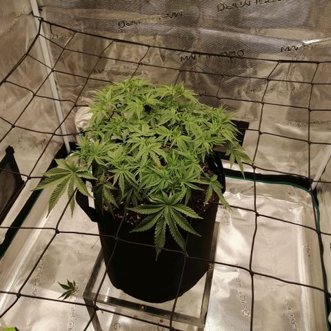Blackberry Nuggets growlog timeline photo