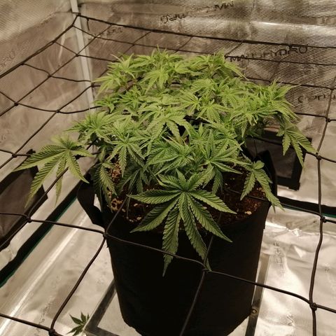 Blackberry Nuggets growlog timeline photo