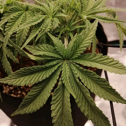 Blackberry Nuggets growlog timeline photo