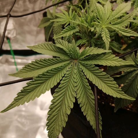 Blackberry Nuggets growlog timeline photo