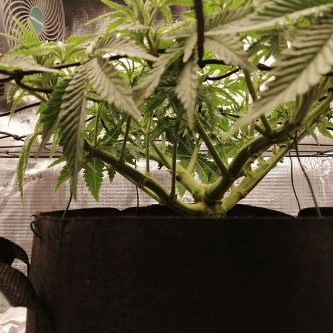 Blackberry Nuggets growlog timeline photo