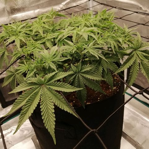 Blackberry Nuggets growlog timeline photo