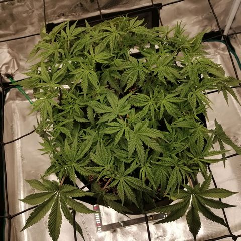 Blackberry Nuggets growlog timeline photo