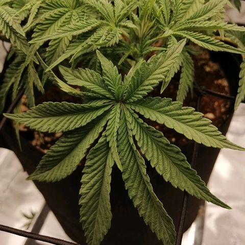 Blackberry Nuggets growlog timeline photo