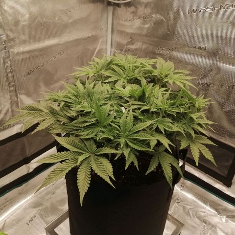 Blackberry Nuggets growlog timeline photo