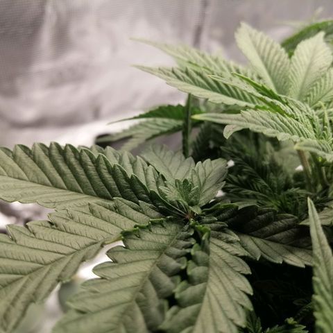 Blackberry Nuggets growlog timeline photo