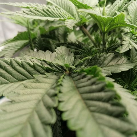 Blackberry Nuggets growlog timeline photo